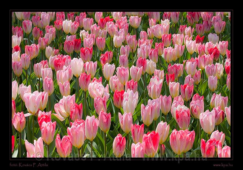 Keukenhof Hollandia 031.jpg